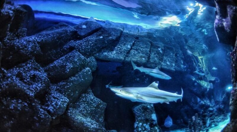 Blacktip Reef Shark at Sealife Oberhausen, where teeth used in the study were collected. Credit: Max Baum.