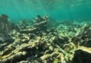 Over 70% of Western Atlantic Coral Reefs Will Stop Growing by 2040