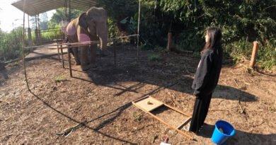 Humans Give Attention, Elephants Respond