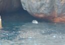 Entre vientos y silencio: el refugio de las focas monje en Gökçeada