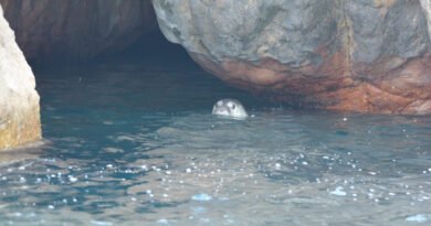 Entre vientos y silencio: el refugio de las focas monje en Gökçeada