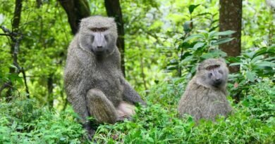 Sex Differences in Animal Lifespans