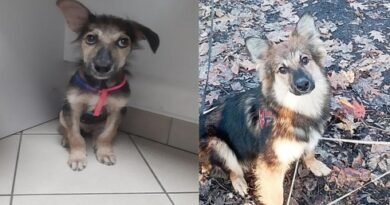 Case Report: First case of clinical canine hepatozoonosis in Ukraine