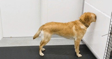 Sniffing Out Trouble: How Dogs Track Invasive Carp