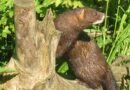 Científicos españoles descubren una nueva amenaza para el visón europeo, uno de los animales más amenazados de Europa