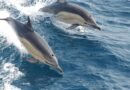 Scientists Discover Liver Parasite Behind Severe Lung Infection in Common Dolphin