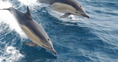 Scientists Discover Liver Parasite Behind Severe Lung Infection in Common Dolphin