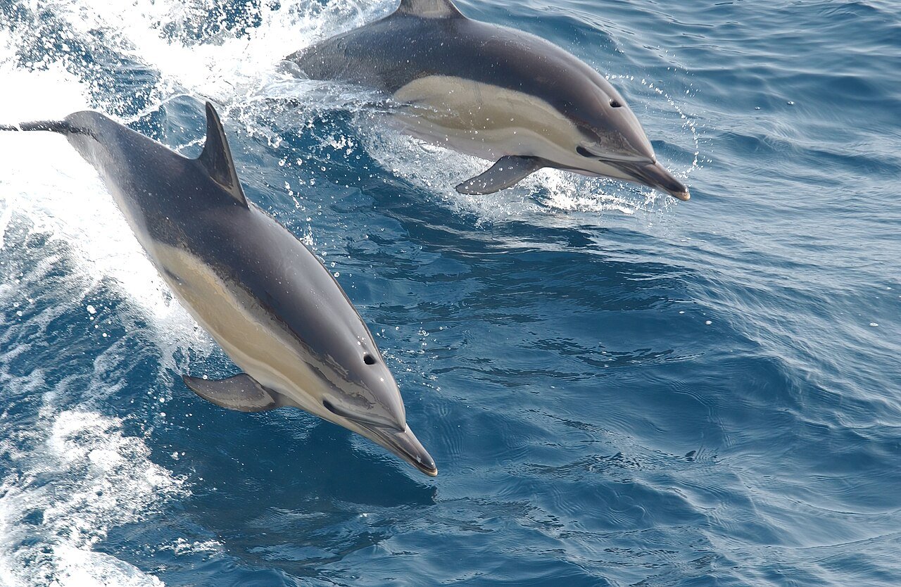 Dolphins Rabies Scientists Discover Liver Parasite Behind Severe Lung Infection in ...