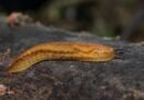 European Slug Discovered in Japan for the First Time