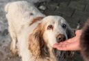 Understanding Scent Work in Dogs