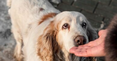 Understanding Scent Work in Dogs