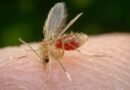 New World Leishmaniasis Diagnosed for the First Time in Romania