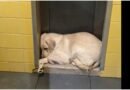 Through the story of two Labradors, this study shows how breeding conditions shape a dog’s entire life
