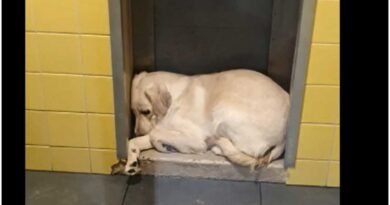 Through the story of two Labradors, this study shows how breeding conditions shape a dog’s entire life