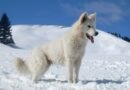 A parasite that feeds on tears has been detected in Estonia for the first time in a dog