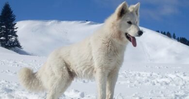 A parasite that feeds on tears has been detected in Estonia for the first time in a dog