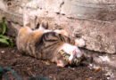While dogs are kept under control, cats are often allowed to roam freely, but what is their impact on biodiversity?