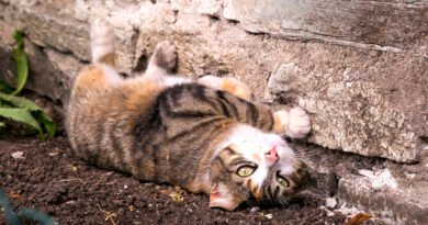 While dogs are kept under control, cats are often allowed to roam freely, but what is their impact on biodiversity?