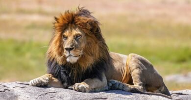 For Lions, Slowing Down at the Right Moment Is Key