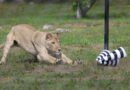 For Lions, Slowing Down at the Right Moment Is Key