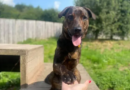 A Place for Paws? Dogs in UK Schools