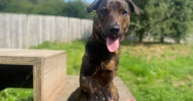 A Place for Paws? Dogs in UK Schools