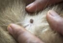Two Cases from Japan Provide New Clues About Ehrlichia canis