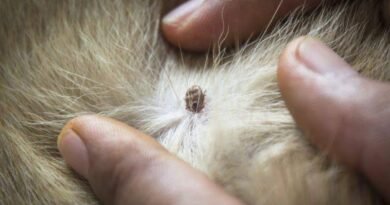 Two Cases from Japan Provide New Clues About Ehrlichia canis